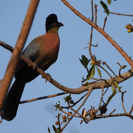 Dagama Dam - White River - Kestrel - House 21 Bagian luar foto