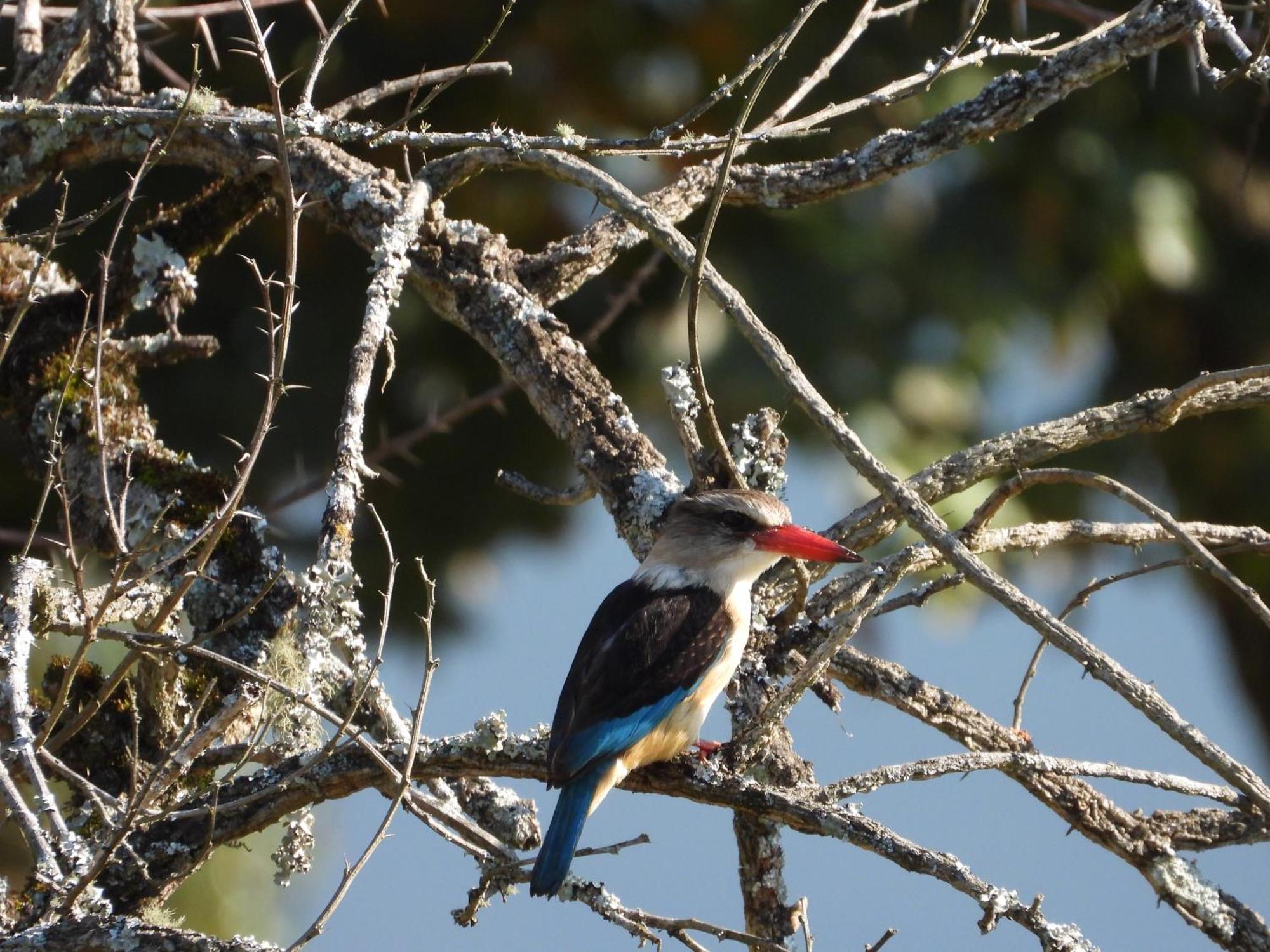 Dagama Dam - White River - Kestrel - House 21 Bagian luar foto
